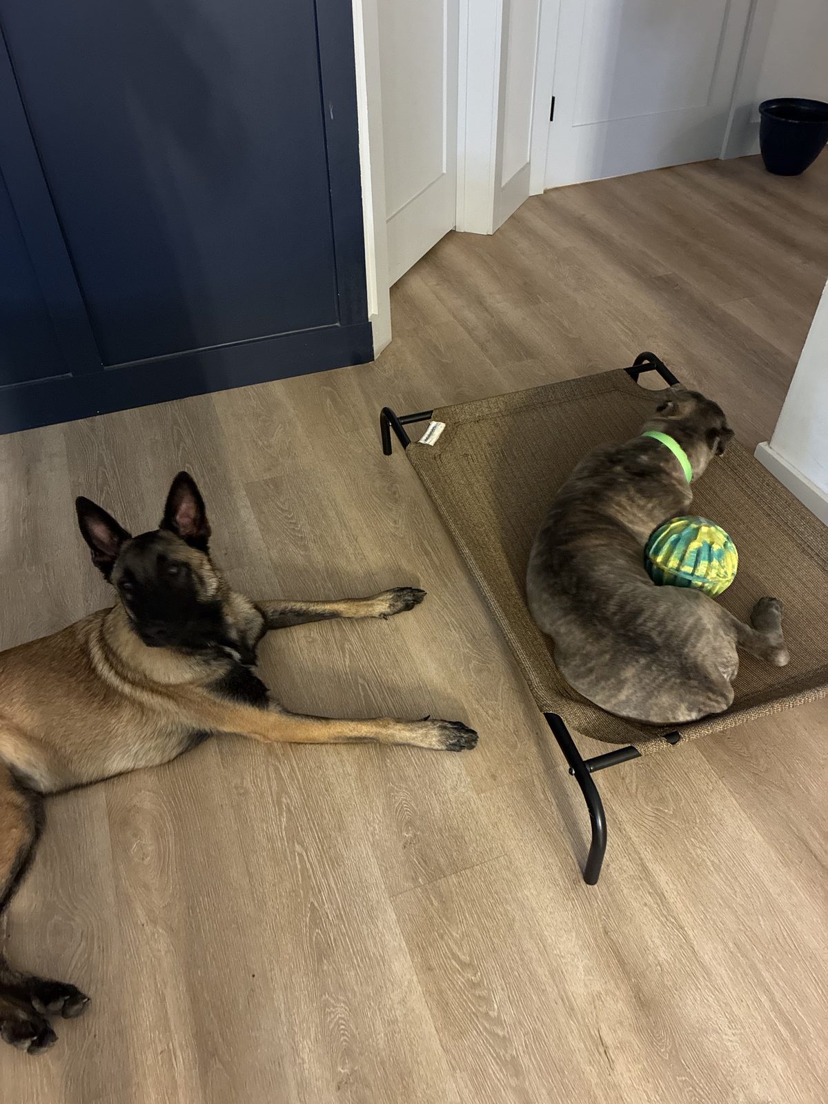 Malinois on a place cot beside a gray dog indoors